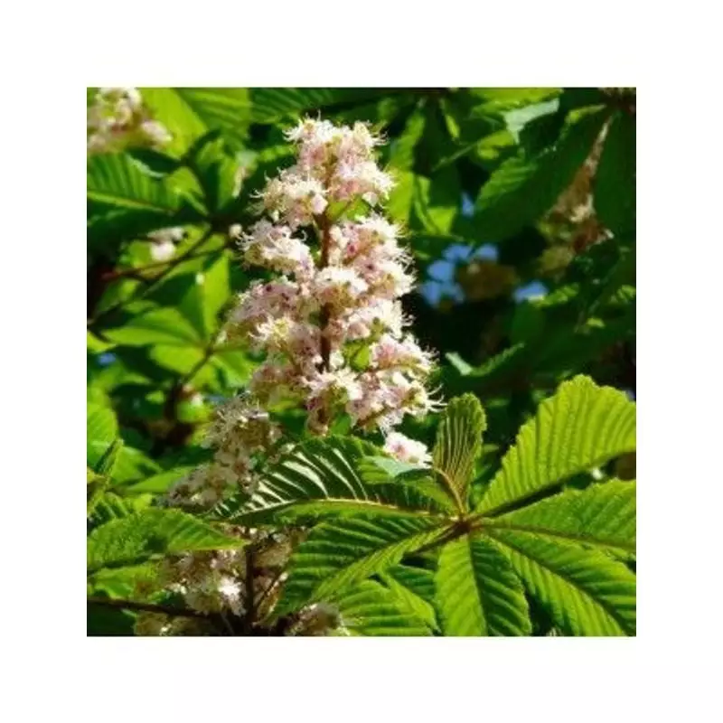 Photo lifestyle du macérat de bourgeons de Marronnier d'Inde bio Herbiolys 2074415 en extérieur natu