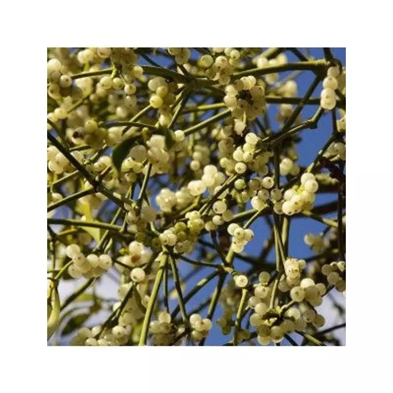 Photo d'ambiance du flacon de macérat de bourgeons de gui Herbiolys 2074414 avec des branches fraîch