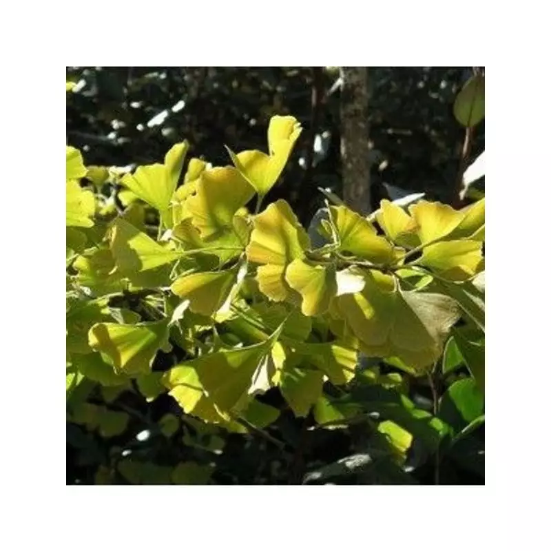 Flacon de macérât de Ginkgo biloba Herbiolys avec des feuilles fraîches en décor naturel, style de v