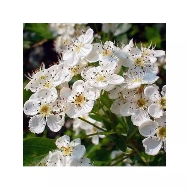 Macérât de gemmothérapie d'aubépine bio Herbiolys, sans alcool à base de glycérine, présenté avec de