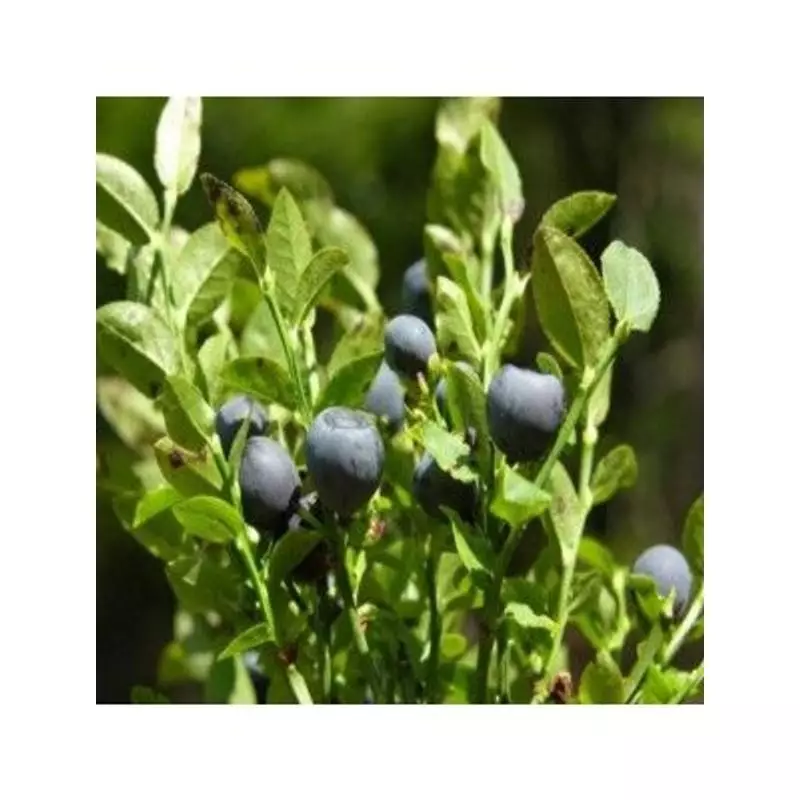 Photo lifestyle du macérât de bourgeons de myrtillier bio Herbiolys 2074401 avec myrtilles fraîches,