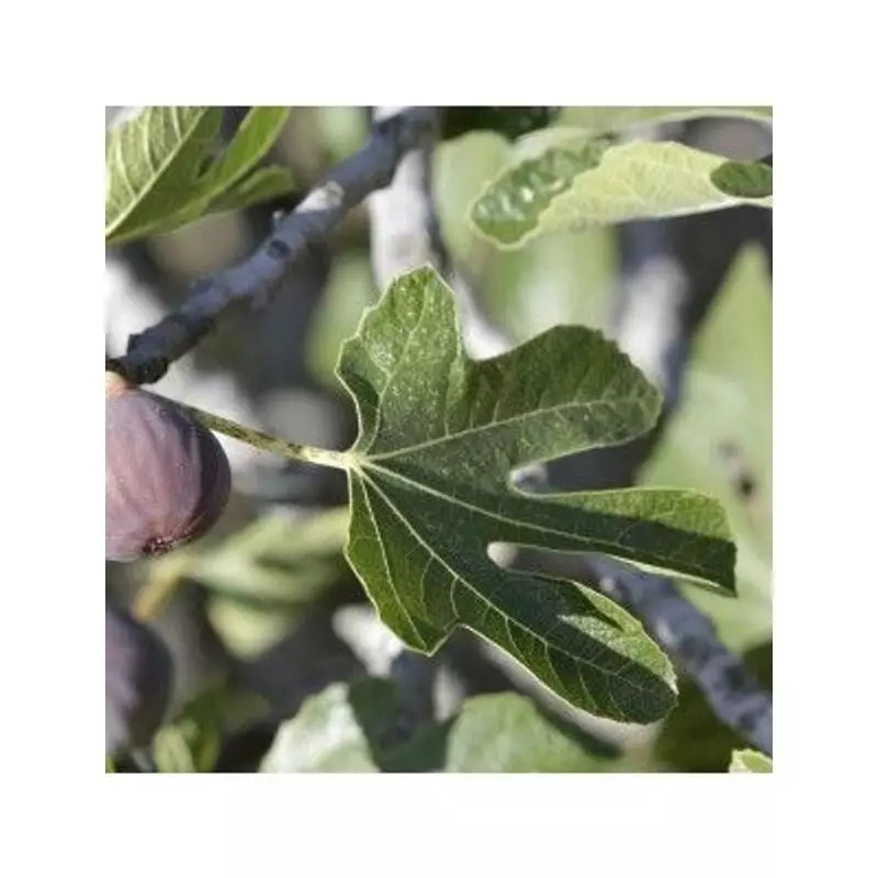 Flacon de macérat de bourgeons de figuier Herbiolys avec figues fraîches et feuilles vertes, pour ap